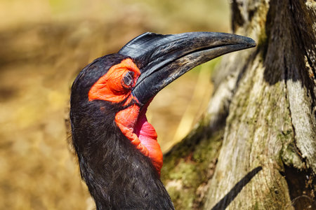 Large hornbill with its black beak and red face and chest, exotic bird of Asia.