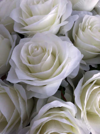 White roses in the foreground isolatedの写真素材