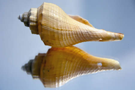 seashell 