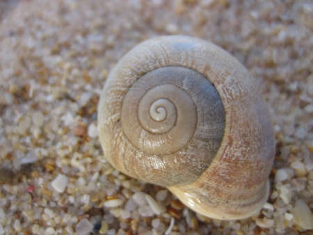 macro spiral carcol