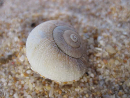 macro spiral