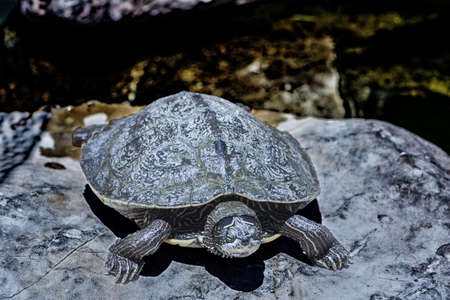 turtle to delight in the sun on the stone at the zoo