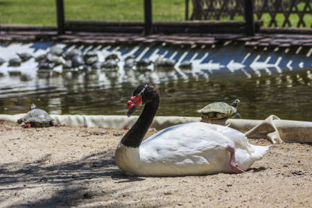 ducks and turtles in the zooの写真素材