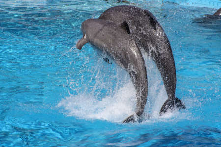 pair of dolphins jumping in the water together at the zoo