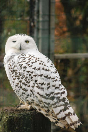 white owl on a perchの写真素材