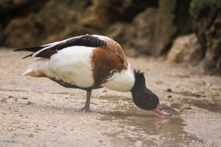 duck pond to drink water freely in the zooの写真素材