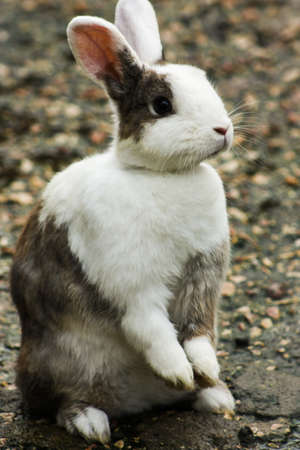brown and white rabbit standing on the ground of the parkの写真素材