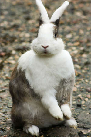 brown and white rabbit standing on the ground of the parkの写真素材