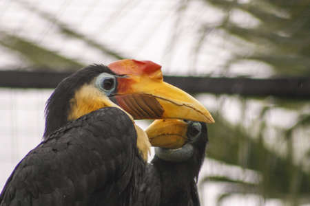 black birds with yellow beakの写真素材