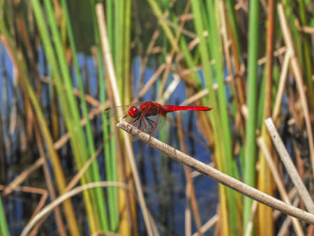 red dragonfly, resting on the leaves of the wood lakeの写真素材