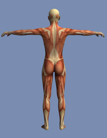muscles of the human body seen from behind, a man standing with open armsの写真素材