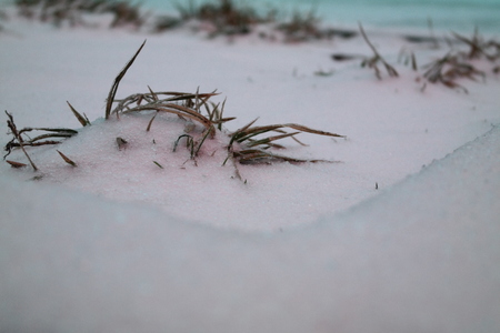 Snow and burn grassの写真素材