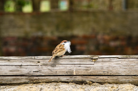Biting the feathers of sparrowsの写真素材
