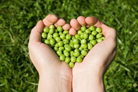 Woman's hands holding green peas, heart shapedの写真素材