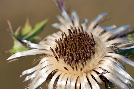 Silver thistle (carlina acaulis)の写真素材