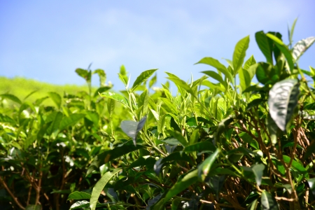 Close-up of tea leaves against a blue skyの写真素材