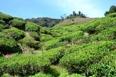 Tea fieldの写真素材