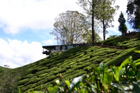 Tea plantation with teahouse at hilltop in Cameron Highlands, Malaysiaの写真素材