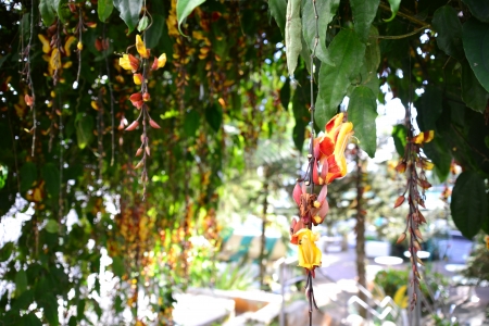 Hanging flowersの写真素材