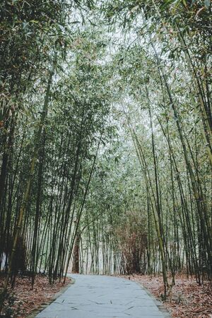 scenes of nature and flora from Gucun Park in Shanghai, Chinaの写真素材