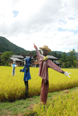 Scarecrow in farmの写真素材