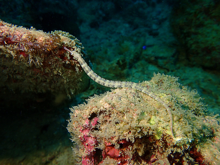 The beauty of underwater world in Sabah, Borneo.の写真素材