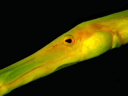 The beauty of underwater world in Sabah, Borneo.の写真素材