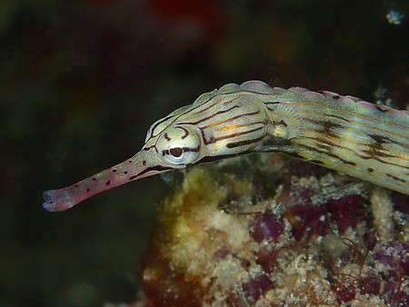 The beauty of underwater world in Sabah, Borneo.の写真素材