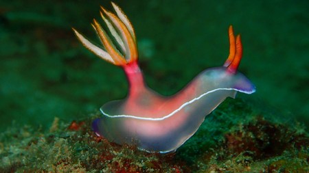 The beauty of underwater world in Sabah, Borneo.の写真素材