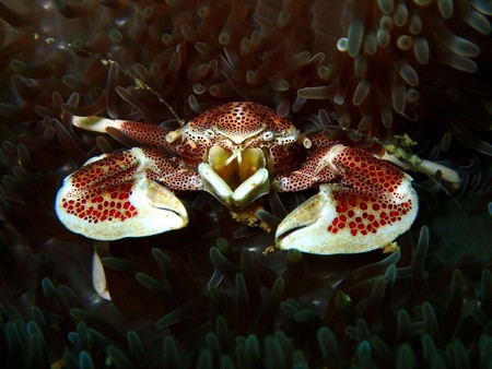 The beauty of underwater world in Sabah, Borneo.の写真素材