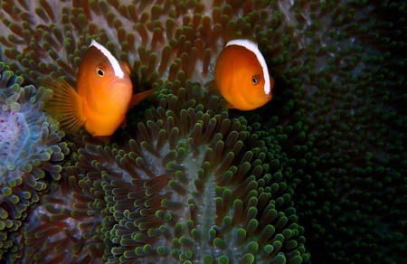 The beauty of underwater world in Sabah, Borneo.の写真素材