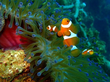 The beauty of underwater world in Sabah, Borneo.の写真素材