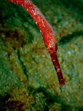 The beauty of underwater world in Sabah, Borneo.の写真素材