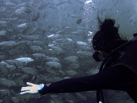 The beauty of underwater world in Sabah, Borneo.の写真素材