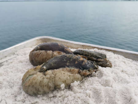 Closeup with abalone seafood and it has rich, flavorful, and highly prized meat that is considered a...
