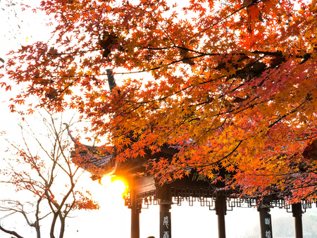 Cherry Blossom at West Lakeのeditorial素材