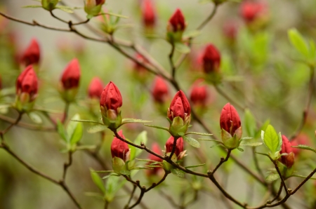 red flower budsの写真素材