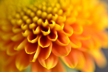 Diffused yellow flowerの写真素材