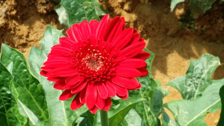 pink gerbera,flower plantation baguioの写真素材
