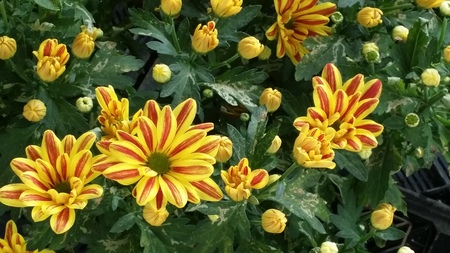 yellow gerbera collectionの写真素材