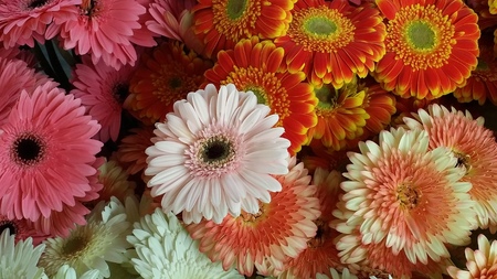 assorted gerbera collectionの写真素材