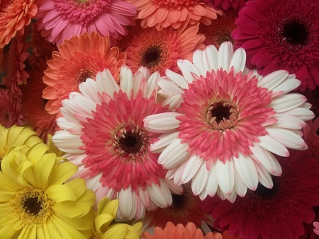 assorted gerbera collectionの写真素材