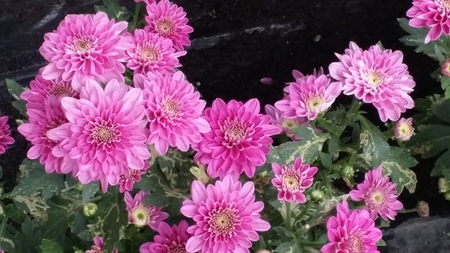 pink potted mum flower plantation,baguioの写真素材
