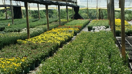 potted mums plantation baguio cityの写真素材