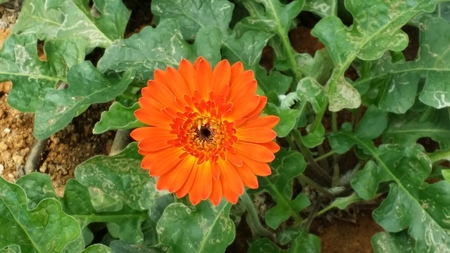 orange gerbera,flower plantation baguioの写真素材