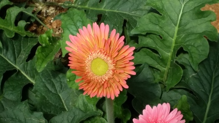 pink gerbera, flower plantation baguioの写真素材