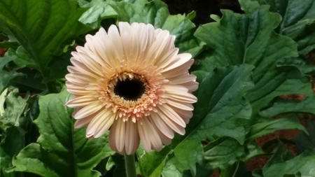 gerbera flower plantation baguioの写真素材