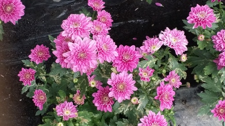 pink mums king louis flower plantation baguioの写真素材