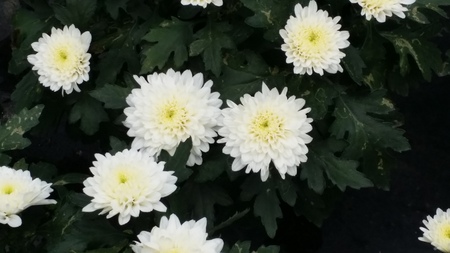 white mums king louis flower plantation baguioの写真素材