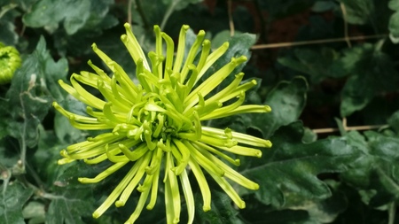 spider mums king louis flower farmの写真素材
